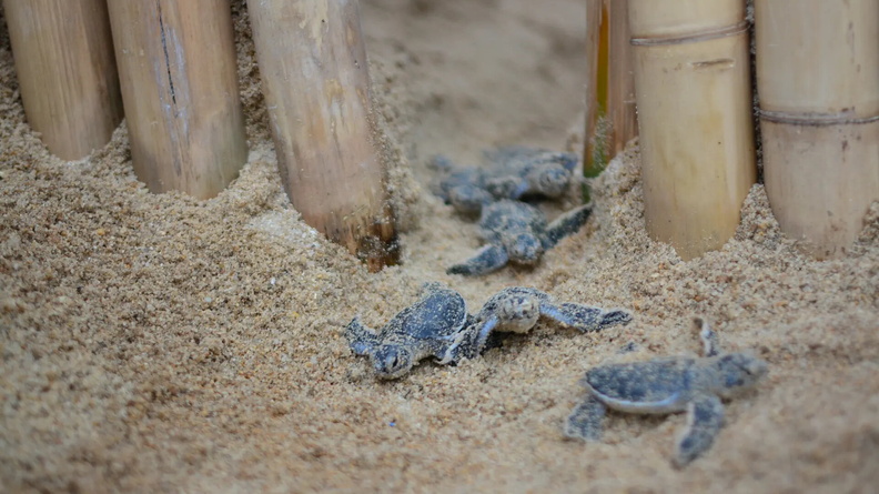 Baby turtles on the beach, Koh Samui, Thailand